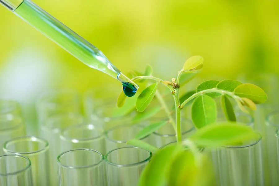 A dropper putting liquid onto a plant in a test tube.